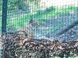 Luchs